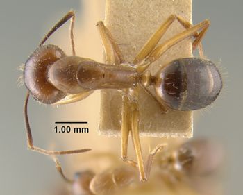 Media type: image;   Entomology 9120 Aspect: habitus dorsal view